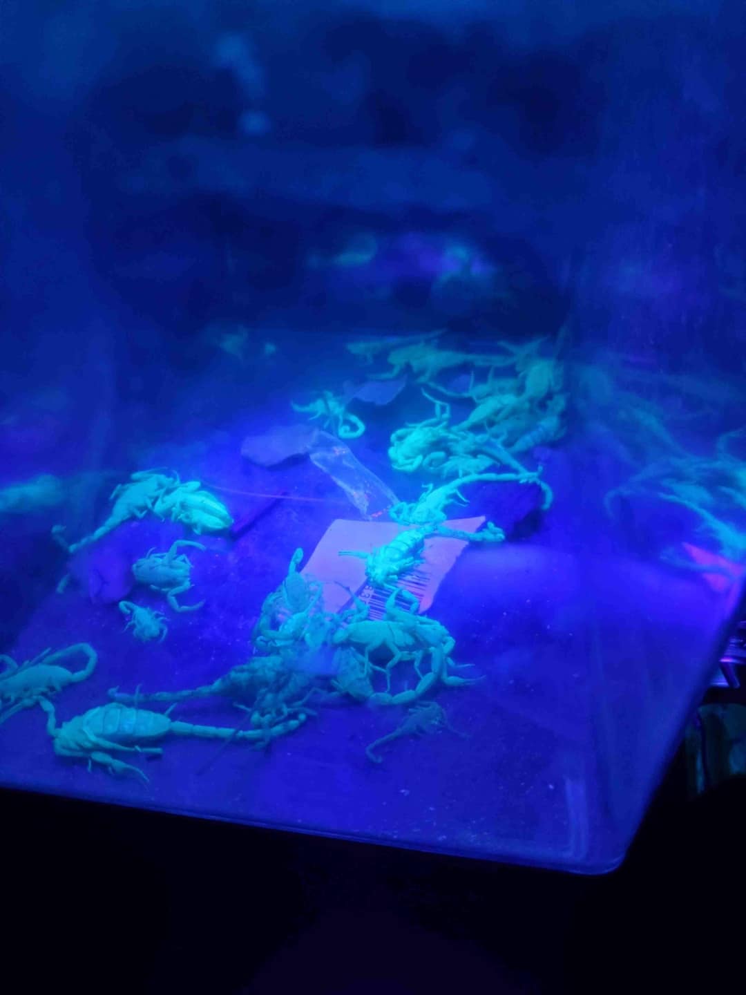 Scorpions fluorescing blue-green under an ultraviolet blacklight during an All In Pest Solutions night inspection